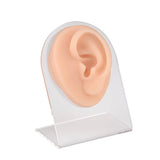 Ear Piercing Silicone Model